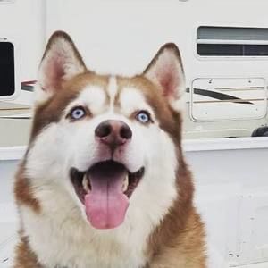 Meet your Posher, Royal